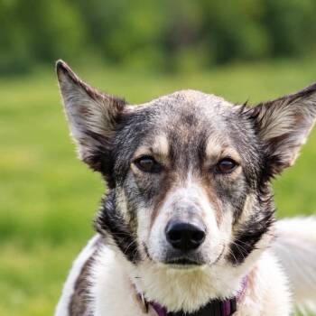 Shelby -  Australian Cattle Dog Blue Heeler and Siberian Husky Dog for Adoption in Toronto, Ontario - Shelby | PetCurious