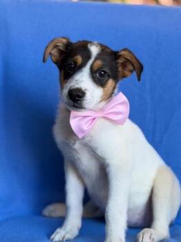 Border Collie Dogs Available for Adoption in Monticello, Minnesota - Minnie | PetCurious