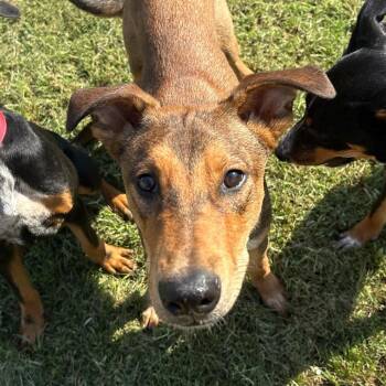 Edison -  Mixed Breed Dog for Adoption in Lenexa, Kansas - Edison | PetCurious