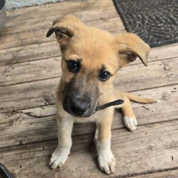 Benny (20260713-04) -  German Shepherd Dog Dog for Adoption in Niagara Falls, Ontario - Benny (20260713-04) | PetCurious