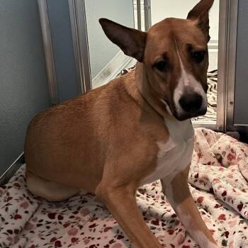 Shepherd Dogs Available for Adoption - Bilbies | PetCurious