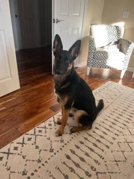 Rescue German Shepherd Dog Dogs for Adoption in Petaluma, California - Vida | PetCurious