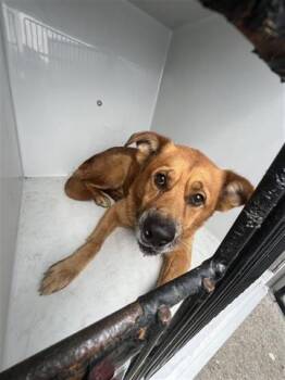 German Shepherd Dog and Labrador Retriever Dogs Available for Adoption in Houston, Texas - A655667 | PetCurious