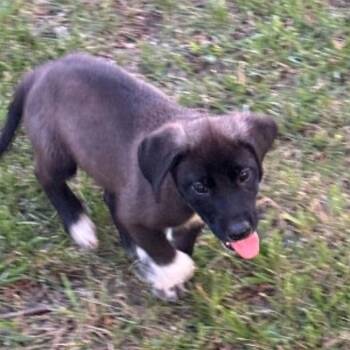 Potato -  Border Collie and Labrador Retriever Dog for Adoption in Overland Park, Kansas - Potato | PetCurious