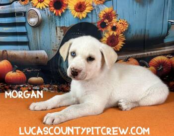 Morgan -  Husky and Labrador Retriever Dog for Adoption in Toledo, Ohio - Morgan | PetCurious