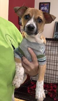 Heddy FH -  Jack Russell Terrier and Parson Russell Terrier Dog for Adoption in Sanford, Florida - Heddy FH | PetCurious
