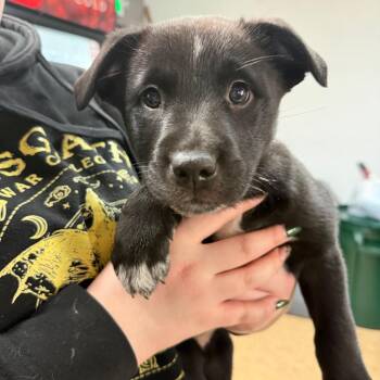 Cattle Dog Dogs Available for Adoption - Raspberry | PetCurious