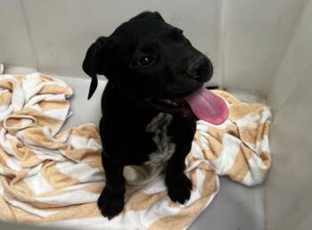 Labrador Retriever and Mixed Breed Dogs Available for Adoption in Tustin, California - HARLEY | PetCurious
