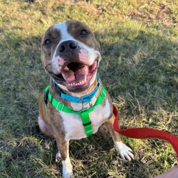Terrier Dogs Available for Adoption in Clearwater, Florida - Kato | PetCurious