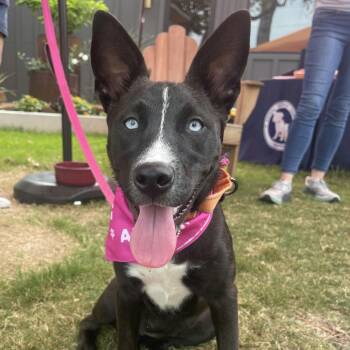 Rescue Husky and Border Collie Dogs for Adoption in Houston, Texas - Roxy | PetCurious