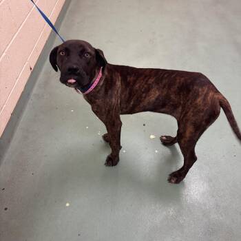 Megara -  Mixed Breed Dog for Adoption in Memphis, Tennessee - Megara | PetCurious