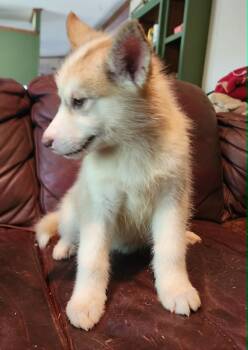 Sophie -  Alaskan Malamute Dog for Sale in North Lewisburg, Ohio - Sophie | PetCurious