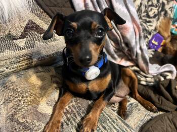 Miniature Pinscher Dogs Available for Adoption - Jessie | PetCurious