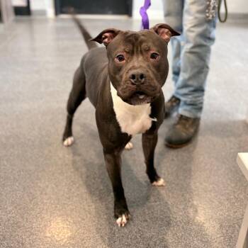 Mixed Breed Dogs Available for Adoption - Mushu | PetCurious