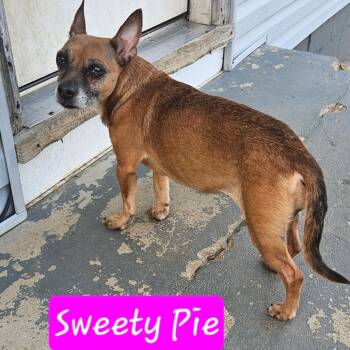 Chihuahua and Miniature Pinscher Dogs Available for Adoption in Lancaster, Ohio - Sweetie Pie | PetCurious