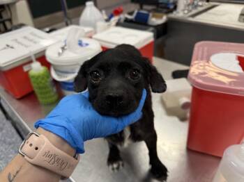 KIRA -  Chihuahua and Mixed Breed Dog for Adoption in Thousand Palms, California - KIRA | PetCurious