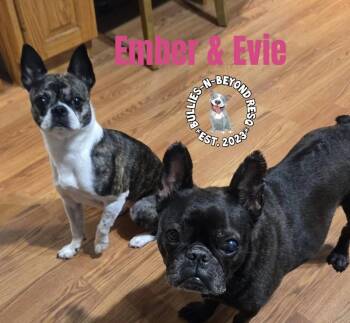 Evie -  French Bulldog Dog for Adoption in Omaha, Nebraska - Evie | PetCurious