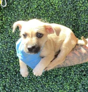 Shepherd and Mixed Breed Dogs Available for Adoption in El Paso, Texas - 61064859 | PetCurious