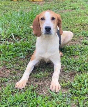 Hound and Mixed Breed Dogs Available for Adoption in Conway, South Carolina - Maisey | PetCurious