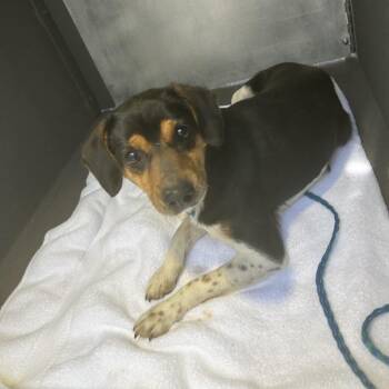 Mixed Breed Dogs Available for Adoption - Squirrel | PetCurious