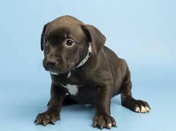 BECKETT -  Pit Bull Terrier Dog for Adoption in Phoenix, Arizona - BECKETT | PetCurious