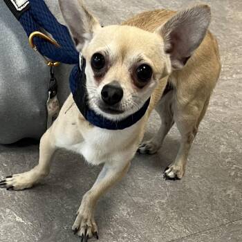 Maluma -  Chihuahua Dog for Adoption in Philadelphia, Pennsylvania - Maluma | PetCurious