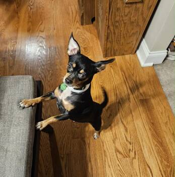Firefly -  Chihuahua and Miniature Pinscher Dog for Adoption in Shermans Dale, Pennsylvania - Firefly | PetCurious