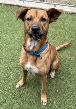 Scotch -  Labrador Retriever Dog for Adoption in Sudbury, Massachusetts - Scotch | PetCurious