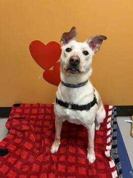 Mixed Breed Dogs Available for Adoption in Bellingham, Washington - Mr. Milo | PetCurious
