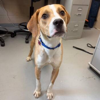 Benny -  Coonhound Dog for Adoption in Troy, Virginia - Benny | PetCurious