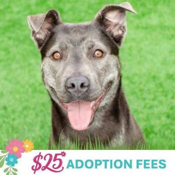 Siberian Husky and Pit Bull Terrier Dogs Available for Adoption in Burlingame, California - Miso | PetCurious