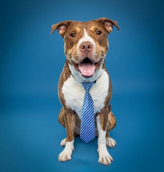 Randy -  Pit Bull Terrier and American Staffordshire Terrier Dog for Adoption in Baltimore, Maryland - Randy | PetCurious