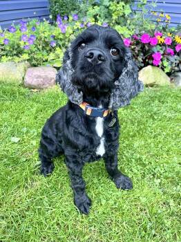 Scooby -  Cocker Spaniel Dog for Adoption in South Lyon, Michigan - Scooby | PetCurious