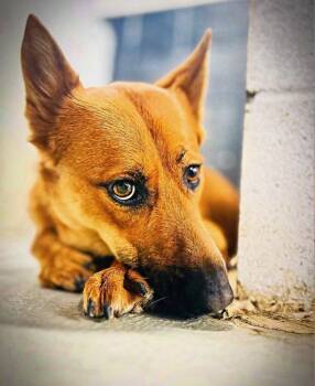 Bibee -  German Shepherd Dog Dog for Adoption in Roswell, Georgia - Bibee | PetCurious