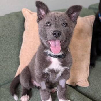 German Shepherd Dog Dogs Available for Adoption - Snow Rain | PetCurious