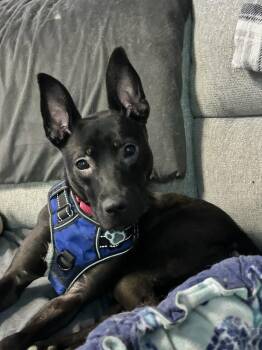 Roxy -  Mixed Breed Dog Available for Adoption in Union Grove, Wisconsin - Roxy | PetCurious