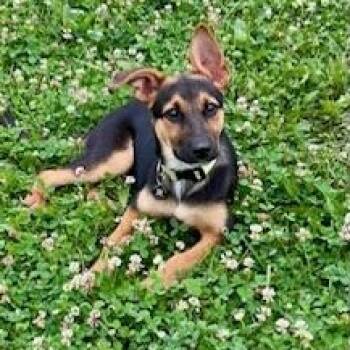 Lettie -  German Shepherd Dog Dog for Adoption in Lexington, Kentucky - Lettie | PetCurious