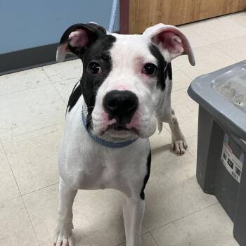 Pit Bull Terrier Dogs Available for Adoption - Bowser | PetCurious