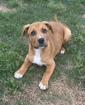 Labrador Retriever Dogs Available for Adoption in Boston, Massachusetts - Malachite Butterfly | PetCurious