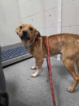 Riboflavin -  Terrier and Mixed Breed Dog for Adoption in Sevierville, Tennessee - Riboflavin | PetCurious