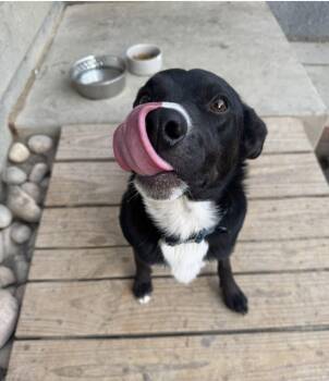 Knox -  Border Collie Dog for Adoption in Thornton, Colorado - Knox | PetCurious