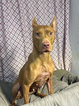 Rescue American Bully Dogs for Adoption in Opelousas, Louisiana - Ariel | PetCurious