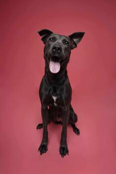 American Staffordshire Terrier Dogs Available for Adoption - Dory | PetCurious