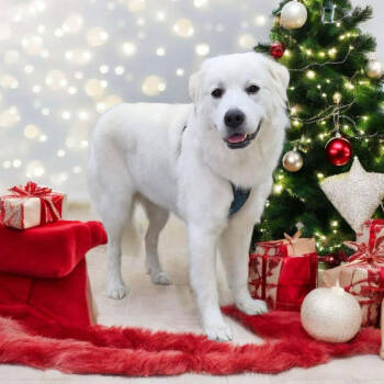 Rescue Great Pyrenees Dogs for Adoption in Tampa, Florida - Yukon | PetCurious
