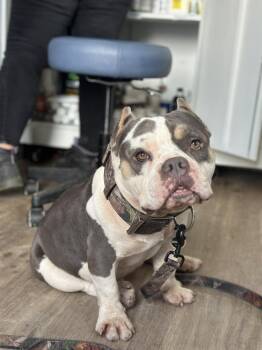 Joker -  American Bulldog Dog for Adoption in Lakeland, Florida - Joker | PetCurious
