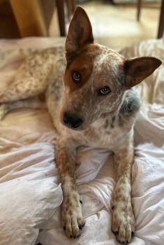 Taiyo -  Australian Cattle Dog Blue Heeler Dog for Adoption in Pflugerville, Texas - Taiyo | PetCurious