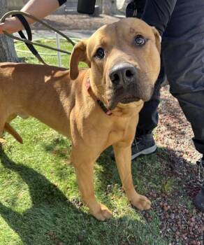 Pit Bull Terrier Dogs Available for Adoption in Phoenix, Oregon - Cornbread  | PetCurious