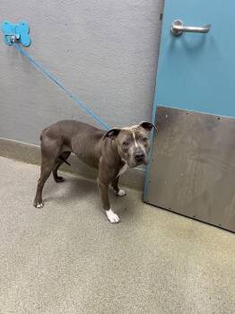 Pit Bull Terrier Dogs Available for Adoption in Las Vegas, Nevada - STERLING | PetCurious