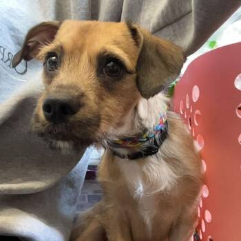 Joy -  Mixed Breed Dog for Adoption in Riverwoods, Illinois - Joy | PetCurious