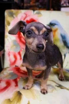 Chucky -  Miniature Pinscher and Chihuahua Dog for Adoption in Chicago, Illinois - Chucky | PetCurious